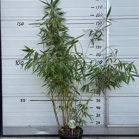 Fargesia robusta 'Wolong' Pot 10 liter 125 - 150 cm