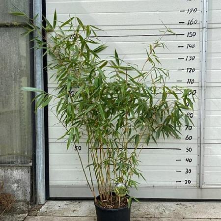 Fargesia robusta 'Wolong' Pot 10 liter 125 - 150 cm