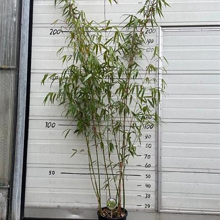 Fargesia robusta 'Wolong' Pot 10 liter 125 - 150 cm