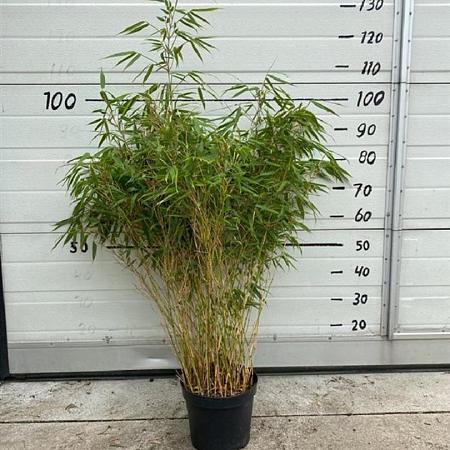 Fargesia rufa Pot 10 liter 125 - 150 cm