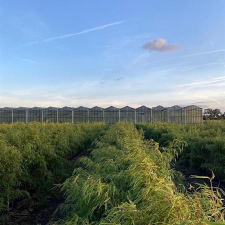 Fargesia rufa Pot 10 liter 125 - 150 cm