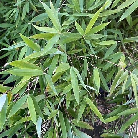 Fargesia 'Winter Joy' Pot 10 liter 125 - 150 cm