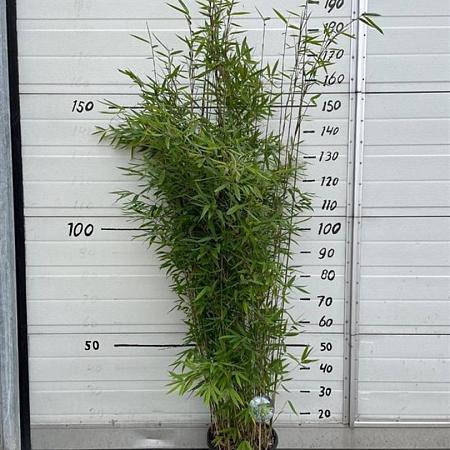 Fargesia 'Winter Joy' Pot 10 liter 125 - 150 cm