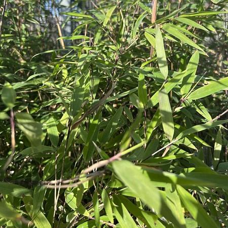 Fargesia 'Winter Joy' Pot 10 liter 125 - 150 cm