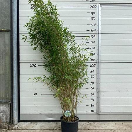 Fargesia 'Winter Joy' Pot 10 liter 125 - 150 cm
