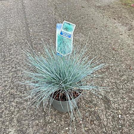 Festuca glauca 'Elijah Blue' Pot 2 Liter 20 - 30 cm