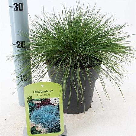 Festuca glauca 'Elijah Blue' Pot 2 Liter 20 - 30 cm