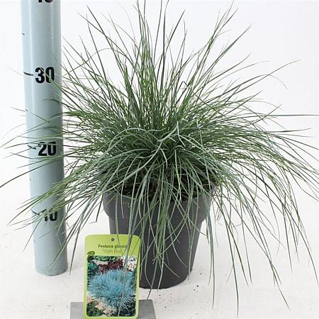 Festuca glauca 'Elijah Blue' Pot 2 Liter 20 - 30 cm