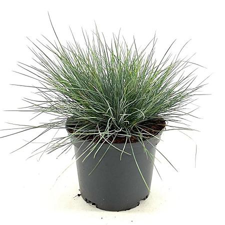 Festuca glauca 'Elijah Blue' Pot 2 Liter 20 - 30 cm