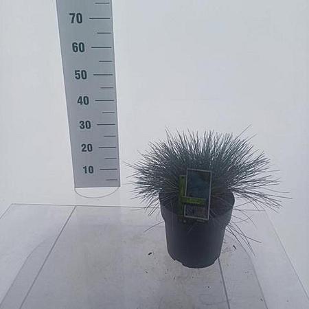 Festuca glauca 'Elijah Blue' Pot 5 liter 25-30cm