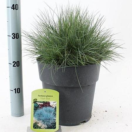 Festuca glauca 'Elijah Blue' Pot 5 liter 25-30cm