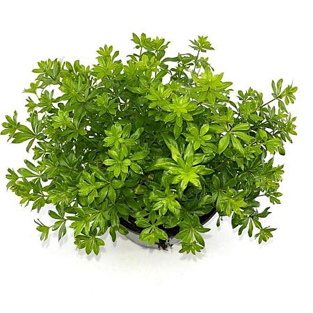 Galium odoratum Pot 2 Liter