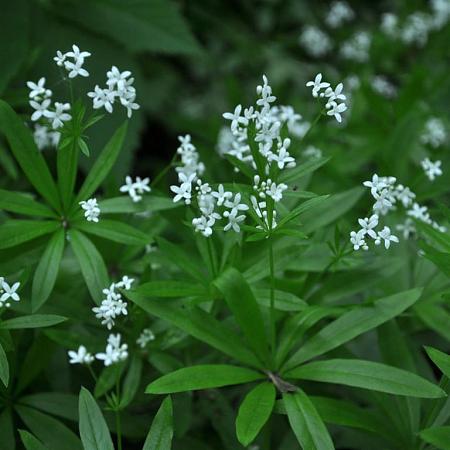 Galium odoratum Pot 2 Liter