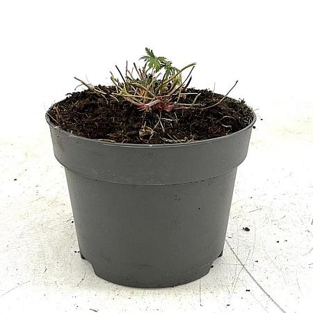 Geranium 'Brookside' Pot 2 Liter
