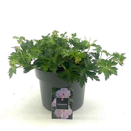 Geranium Rozanne Pot 5 Liter 