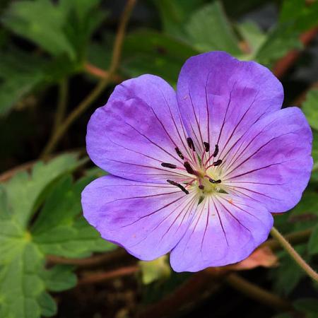 Geranium Rozanne Pot 5 Liter 
