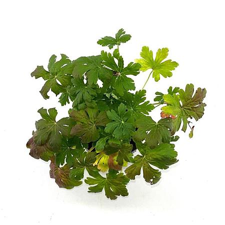 Geranium macr. 'Album' Pot 2 Liter