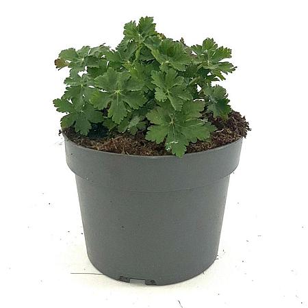 Geranium macr. 'Ingwersen's Var.' Pot 2 Liter