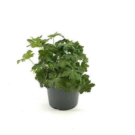Geranium macr. 'Spessart' Pot 2 Liter