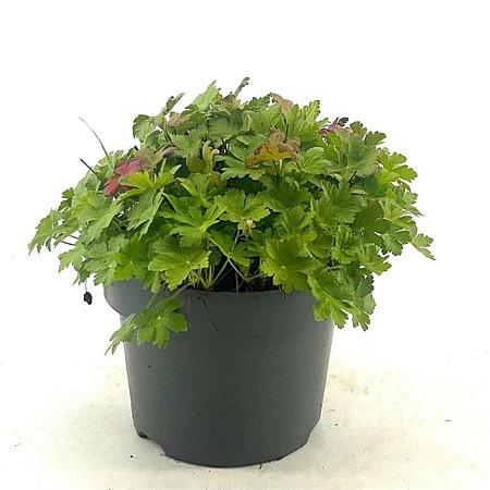 Geranium macr. 'Spessart' Pot 5 Liter 