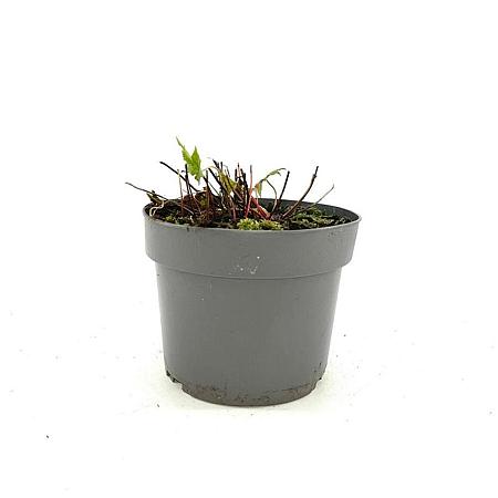 Geranium nodosum Pot 2 Liter