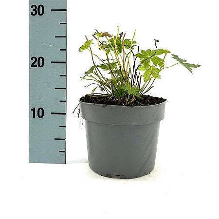 Geranium 'Red Admiral' Pot 2 Liter