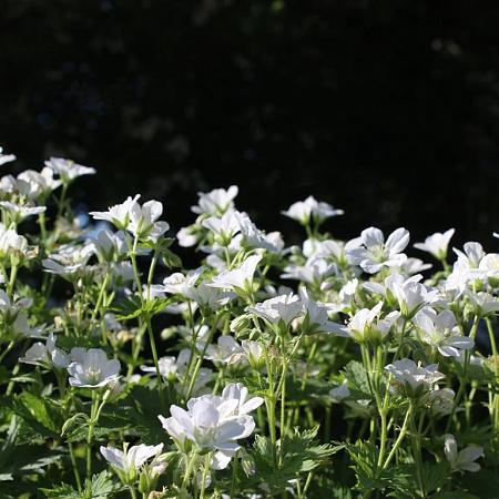 Geranium sang. 'Album' Pot 2 Liter