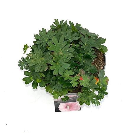 Geranium sanguineum striatum Pot 2 Liter