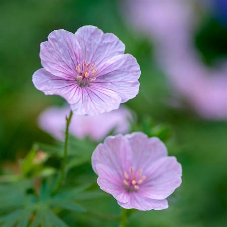 Geranium sanguineum striatum Pot 2 Liter