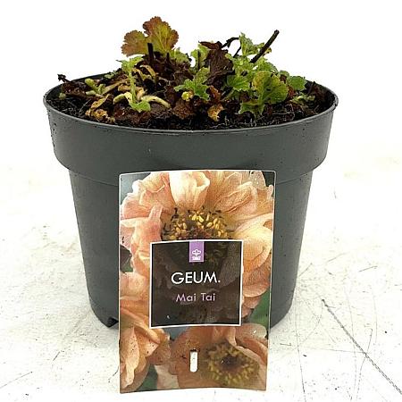 Geum rivale 'Mai Tai' Pot 2 Liter