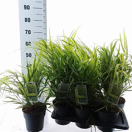 Hakonechloa macra Pot 2 Liter 20 - 30 cm