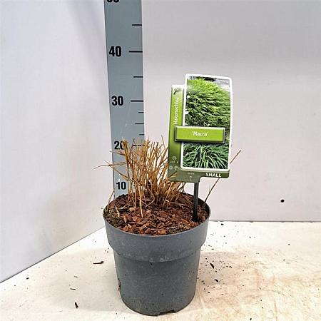 Hakonechloa macra Pot 2 Liter 20 - 30 cm