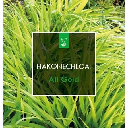 Hakonechloa macra 'All Gold' Pot 2 Liter