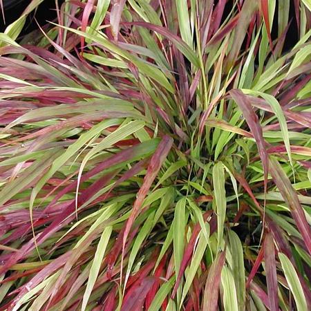 Hakonechloa macra 'Beni-kaze' Pot 2 Liter