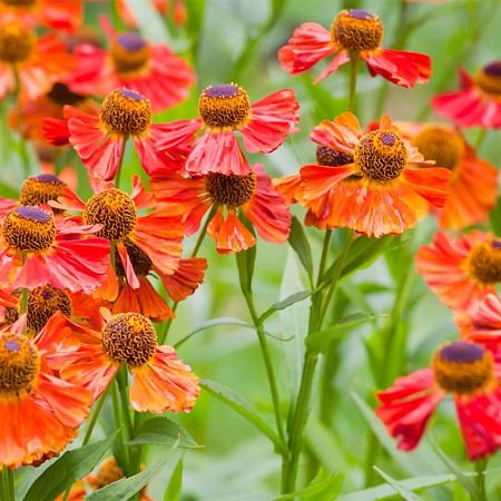 Helenium 'Moerheim Beauty' Pot 5 Liter 