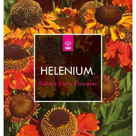 Helenium 'Sahin's Early Flowerer' Pot 2 Liter