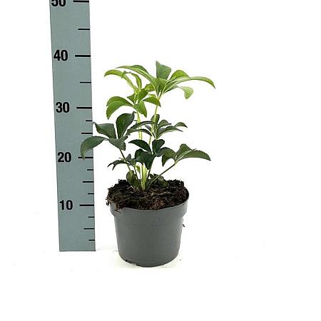 Helleborus orientalis Pot 2 Liter