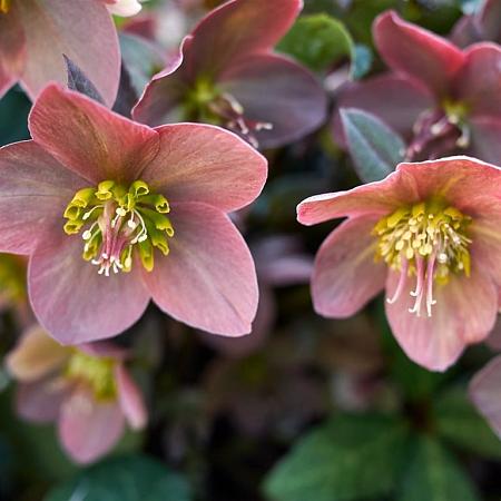 Helleborus orientalis Pot 2 Liter