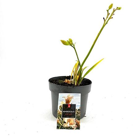 Hemerocallis 'Mini Pearl' Pot 2 Liter