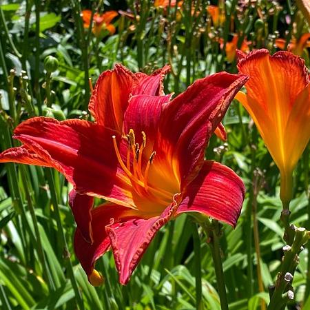 Hemerocallis 'Sammy Russell' Pot 2 Liter