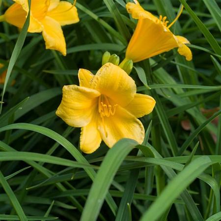 Hemerocallis 'Stella de Oro' Pot 2 Liter