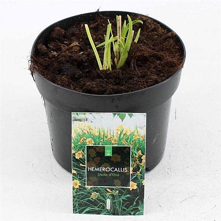 Hemerocallis 'Stella de Oro' Pot 2 Liter