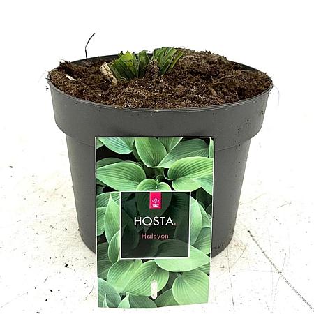 Hosta 'Halcyon' Pot 2 Liter