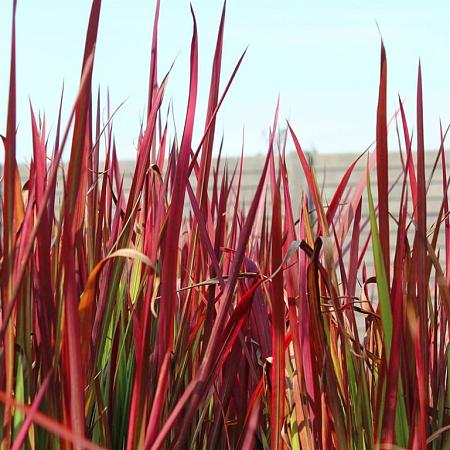 Imperata cylindrica 'Red Baron' Pot 2 Liter