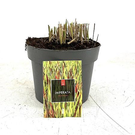 Imperata cylindrica 'Red Baron' Pot 2 Liter