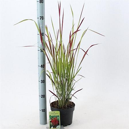 Imperata cylindrica 'Red Baron' Pot 2 Liter 20 - 30 cm