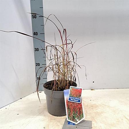 Imperata cylindrica 'Red Baron' Pot 2 Liter 20 - 30 cm