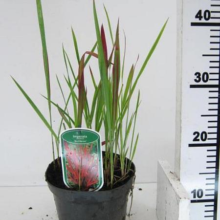 Imperata cylindrica 'Red Baron' Pot 2 Liter 20 - 30 cm