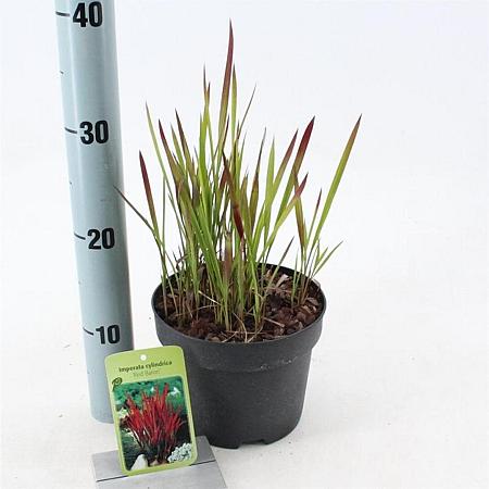 Imperata cylindrica 'Red Baron' Pot 2 Liter 20 - 30 cm