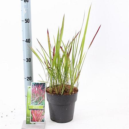 Imperata cylindrica 'Red Baron' Pot 2 Liter 20 - 30 cm
